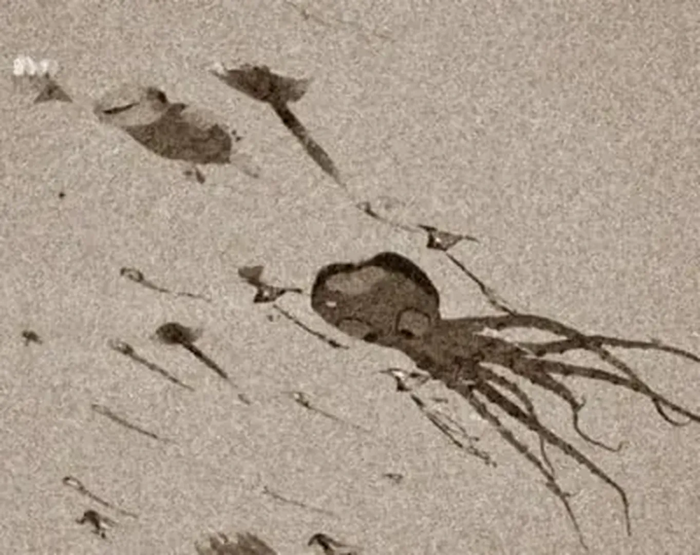 The Backrooms: All Creatures and Entities