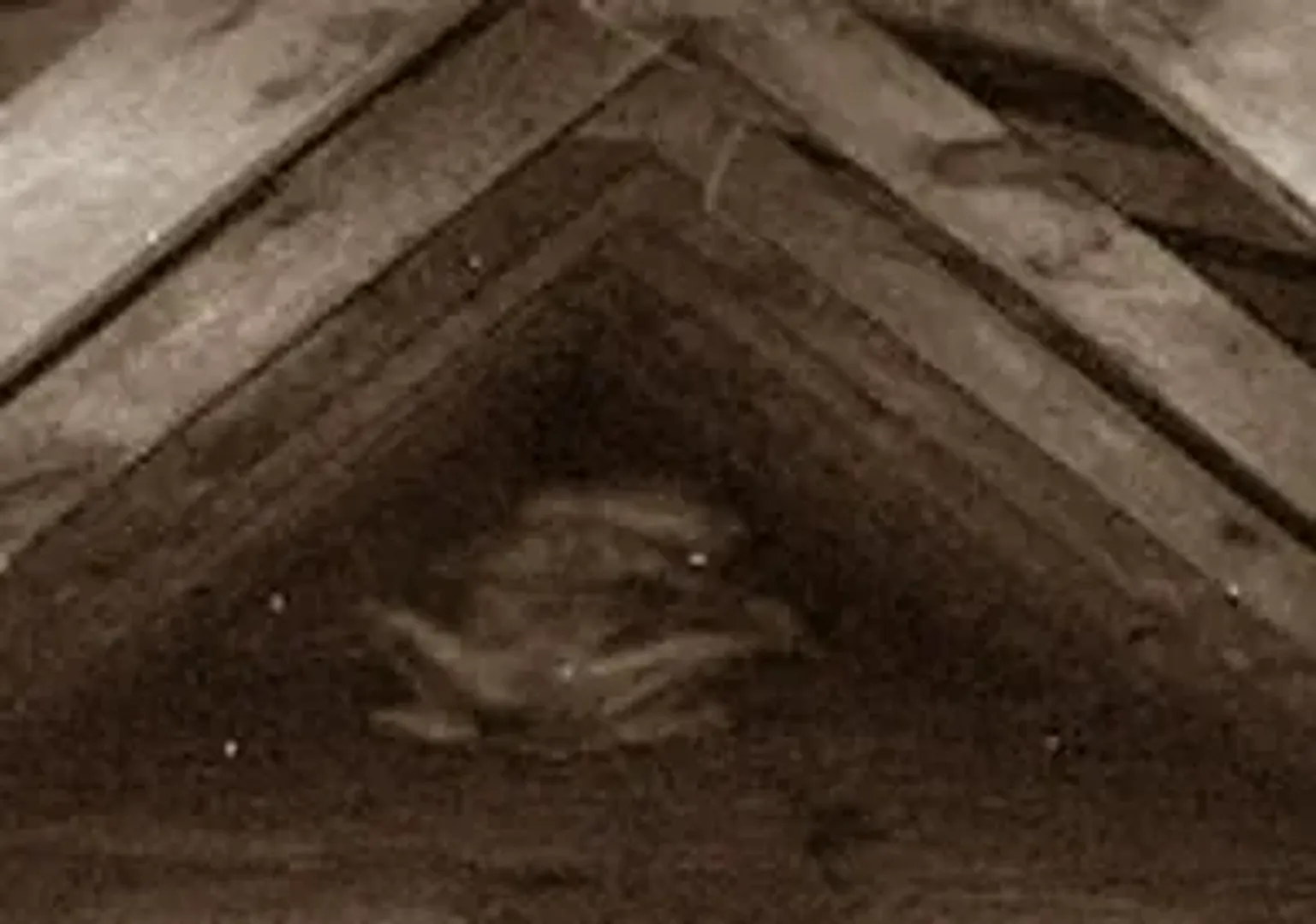 The Backrooms: All Creatures and Entities