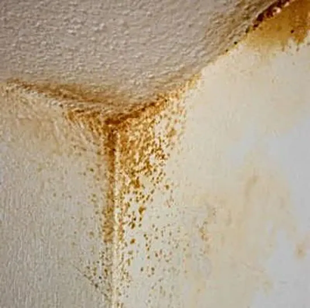 The Backrooms: All Creatures and Entities