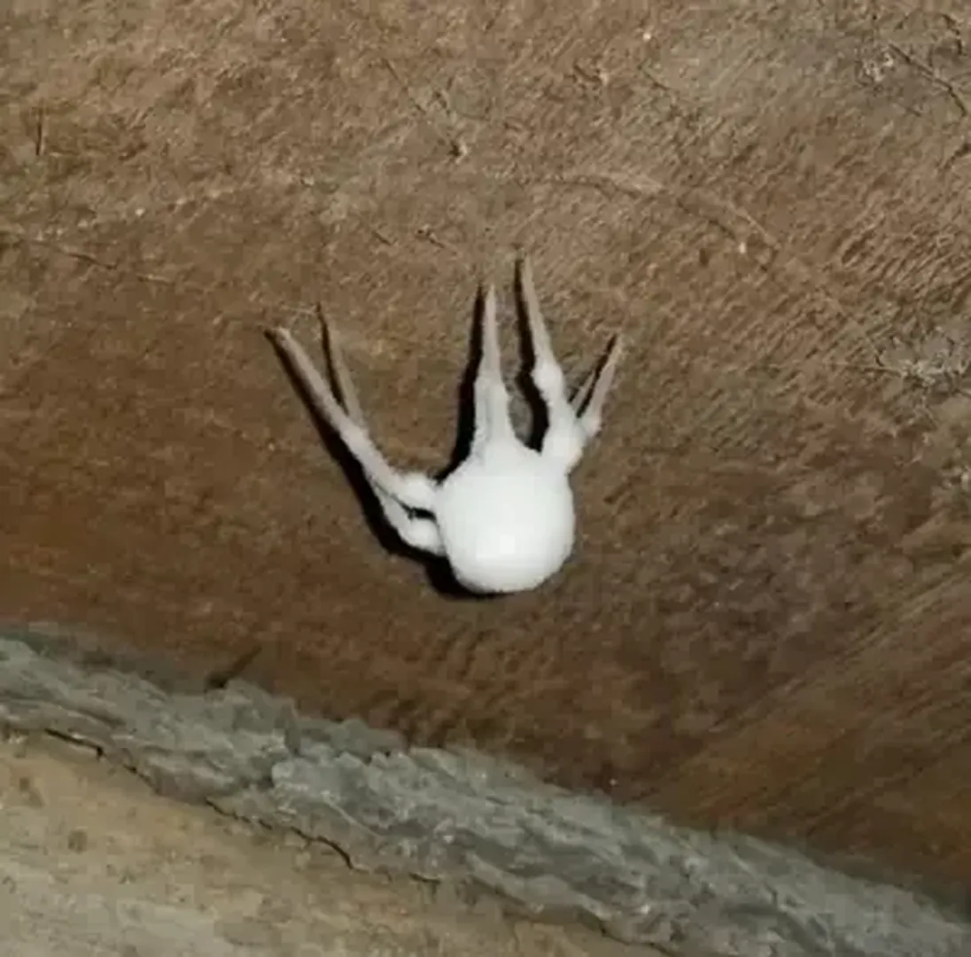 The Backrooms: All Creatures and Entities