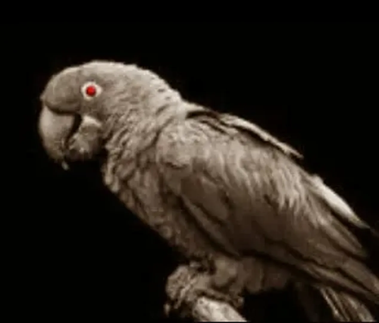 The Backrooms: All Creatures and Entities