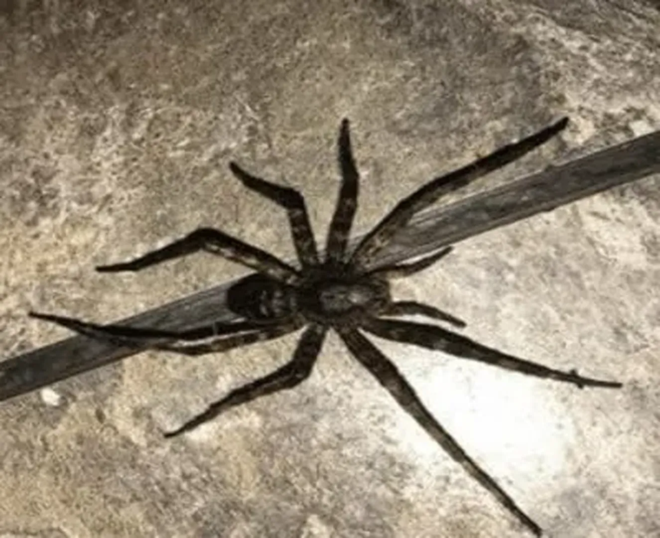 The Backrooms: All Creatures and Entities