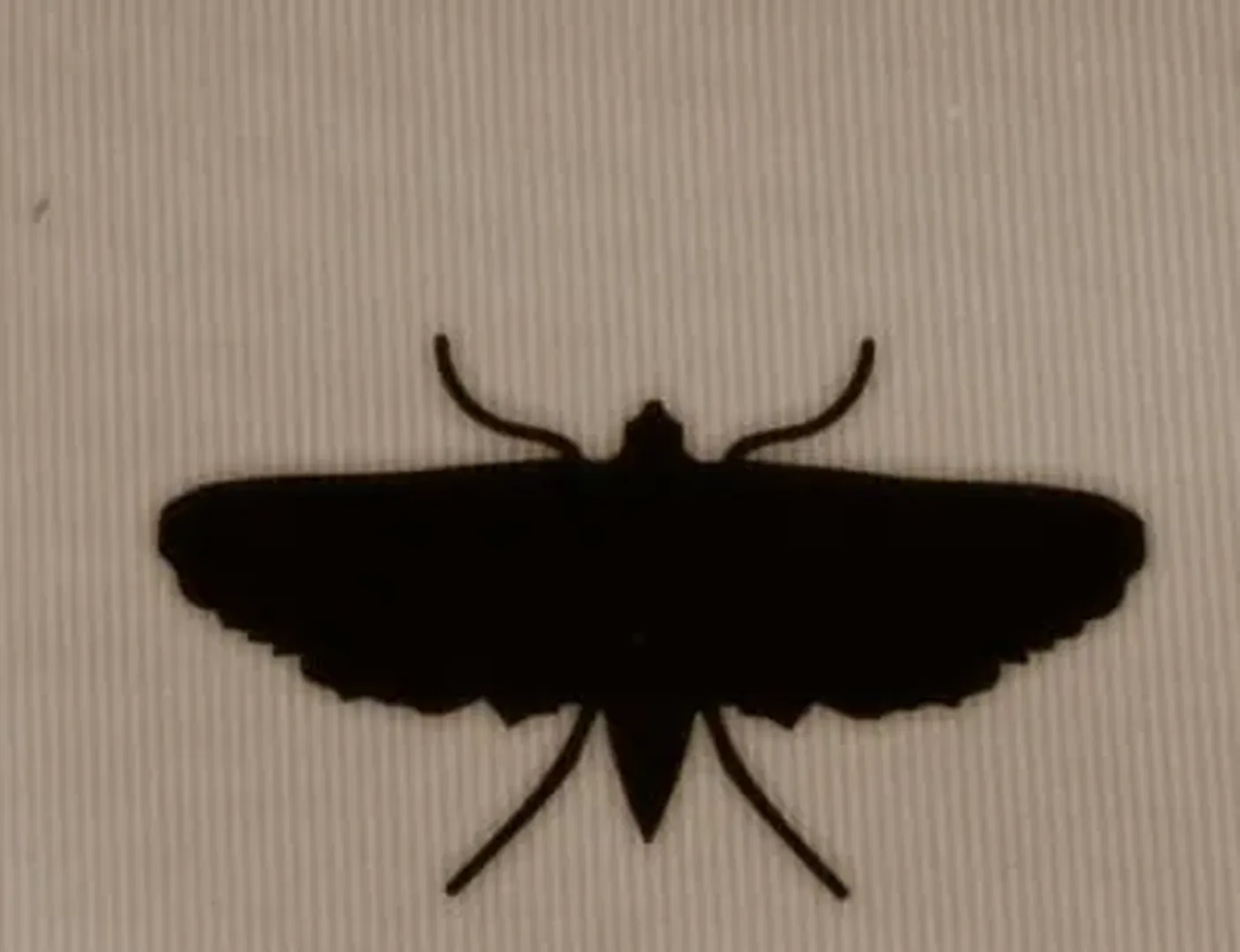 The Backrooms: All Creatures and Entities