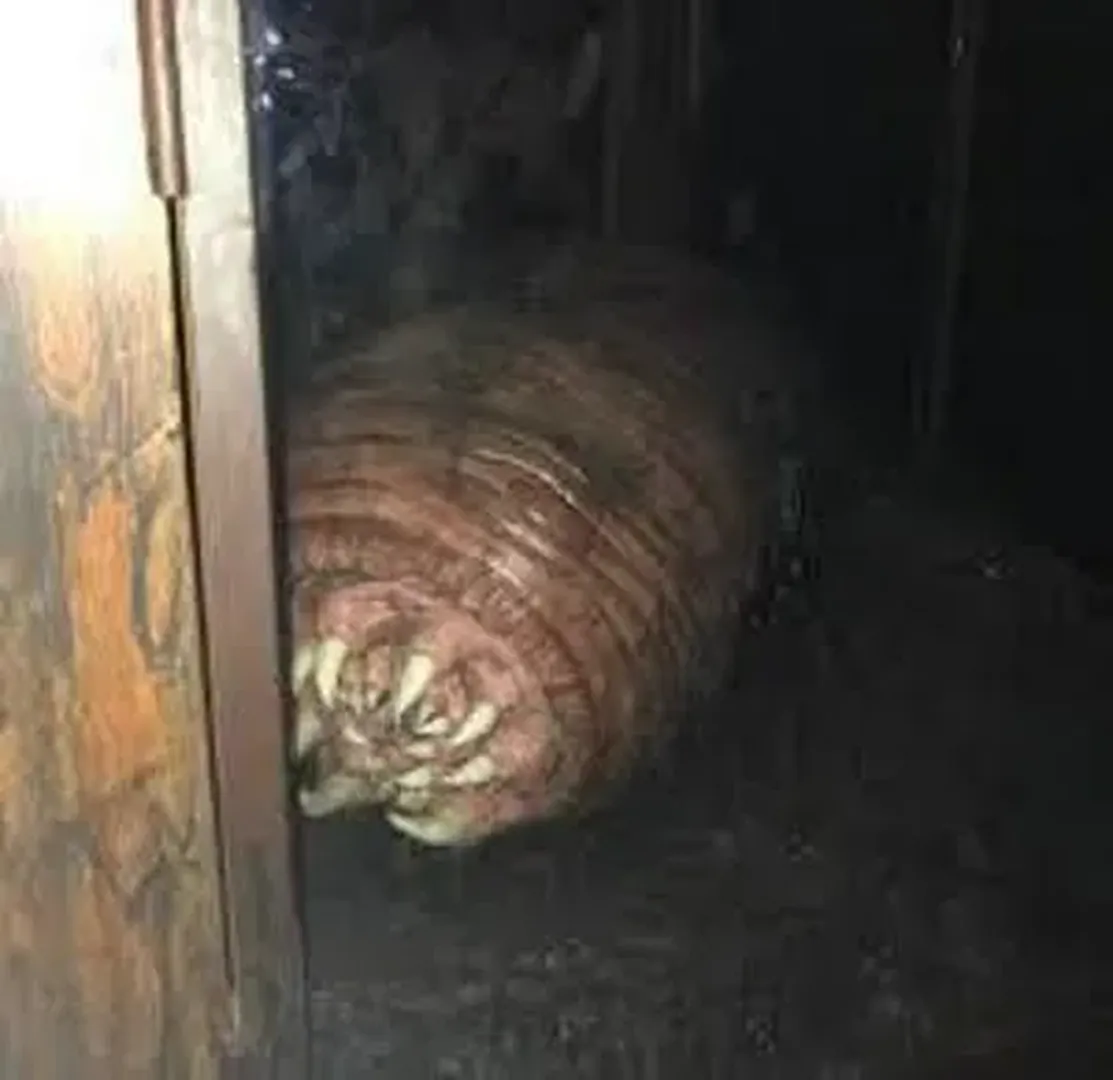 The Backrooms: All Creatures and Entities